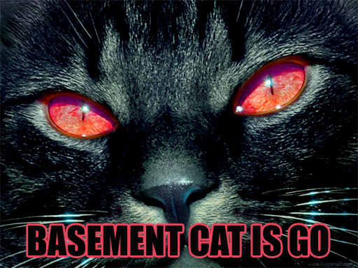 BASEMENT CAT IS GO